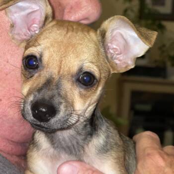 Gordita -  Chihuahua Dog for Adoption in Potomac, Maryland - Gordita | PetCurious