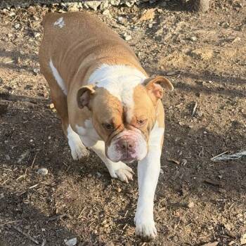 English Bulldog Dogs Available for Adoption in Princeton, Kentucky - Dixie | PetCurious