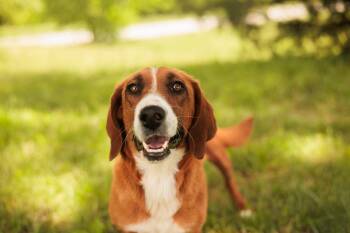Basset Hound and Mixed Breed Dogs Available for Adoption in Gradyville, Kentucky - Trixie Lou- Transport | PetCurious