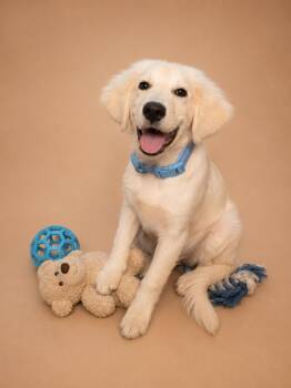 Great Pyrenees Dogs Available for Adoption in Kiowa, Oklahoma - Emperor Goose Lancelot | PetCurious