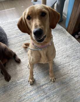 Millie -  Labrador Retriever Dog for Adoption in Indianapolis, Indiana - Millie | PetCurious