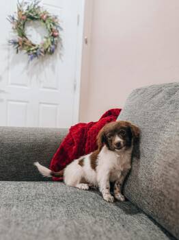 Dachshund Dogs Available for Adoption - Irvin | PetCurious