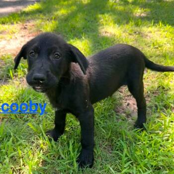 Scooby (20260603-04) -  Black Labrador Retriever and Great Pyrenees Dog Available for Adoption in Niagara Falls, Ontario - Scooby (20260603-04) | PetCurious