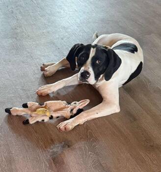 Rescue Hound Dogs for Adoption in Newcastle, Oklahoma - Lucy 3 | PetCurious