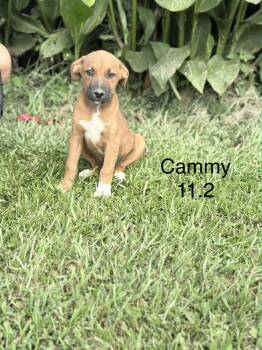 Cammie -  Retriever Dog for Adoption in Norfolk, Massachusetts - Cammie | PetCurious