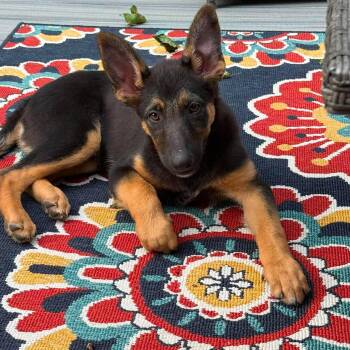 Stoick -  German Shepherd Dog and Australian Shepherd Dog for Adoption in Hilton, New York - Stoick | PetCurious