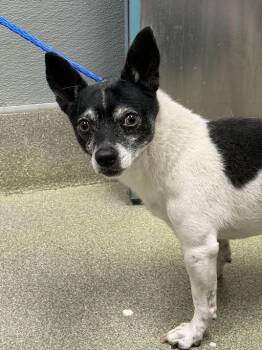 Chihuahua Dogs Available for Adoption in Las Vegas, Nevada - ZORRO | PetCurious