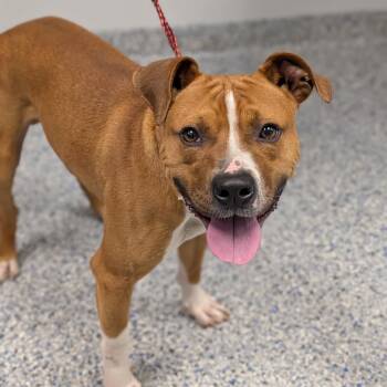 Grant -  American Staffordshire Terrier Dog for Adoption in Greenville, South Carolina - Grant | PetCurious