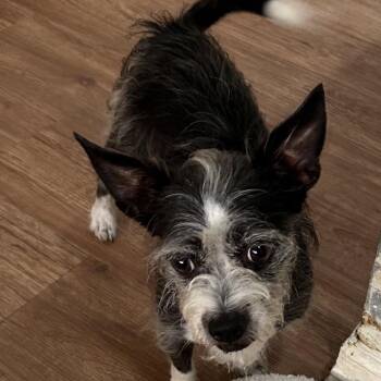 Watson Brad -  Terrier Dog for Adoption in Houston, Texas - Watson Brad | PetCurious