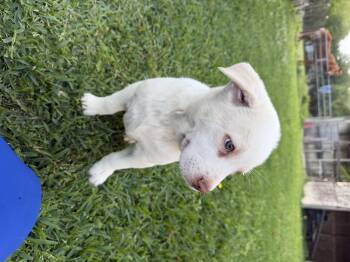 Labrador Retriever and Pit Bull Terrier Dogs Available for Adoption in League City, Texas - Montana | PetCurious