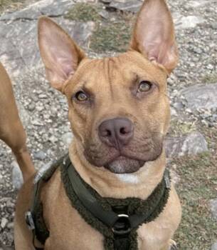 Vizsla Dogs Available for Adoption in Denver, Colorado - Ben | PetCurious