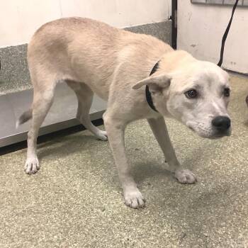 Odie* -  Pit Bull Terrier and Husky Dog for Adoption in San Gabriel, California - Odie* | PetCurious