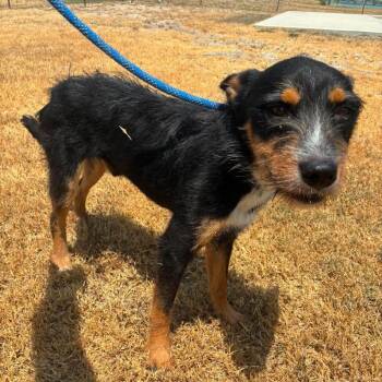Cosmo JuM -  Wirehaired Terrier Dog for Adoption in Austin, Texas - Cosmo JuM | PetCurious