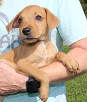 Tiny Tina 44227 -  Retriever Dog for Adoption in Prattville, Alabama - Tiny Tina 44227 | PetCurious