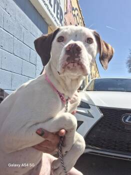 American Bulldog Dogs Available for Adoption in Parma, Ohio - Devon | PetCurious