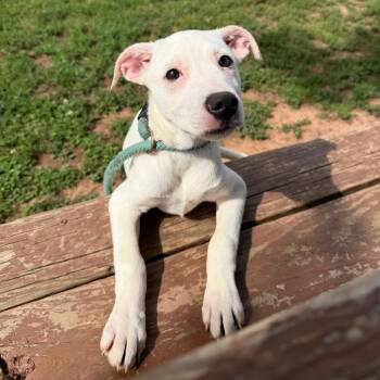 Ghost -  Shepherd and Pit Bull Terrier Dog Available for Adoption in Stillwater, Oklahoma - Ghost | PetCurious