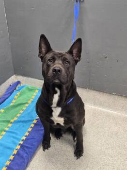 ARTIS -  German Shepherd Dog and American Staffordshire Terrier Dog for Adoption in Tallahassee, Florida - ARTIS | PetCurious
