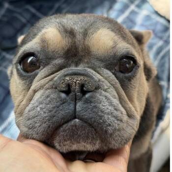 Marsha -  French Bulldog Dog Available for Adoption in Larkfield-wikiup, California - Marsha | PetCurious