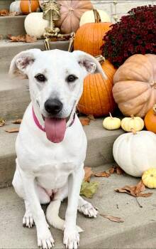 Rescue Labrador Retriever Dogs for Adoption in Rockwall, Texas - Daisy | PetCurious