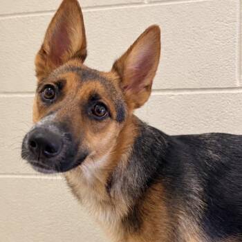 Lilly -  German Shepherd Dog and Australian Cattle Dog Blue Heeler Dog for Adoption in Reno, Nevada - Lilly | PetCurious