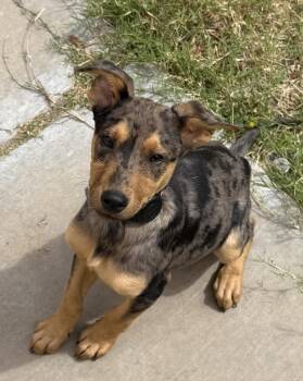 Rescue Doberman Pinscher and Mixed Breed Dogs for Adoption in Pahrump, Nevada - Denny (Carson) (June P1) | PetCurious