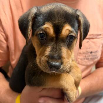 Chip -  Hound and Shepherd Dog for Adoption in Beulaville, North Carolina - Chip | PetCurious