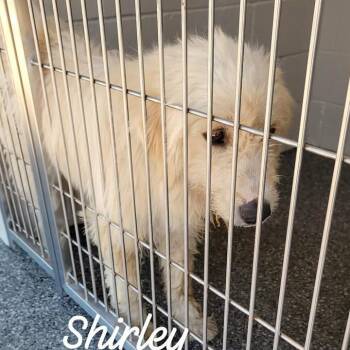 Shirley -  Great Pyrenees and Standard Poodle Dog for Adoption in Buchanan Dam, Texas - Shirley | PetCurious