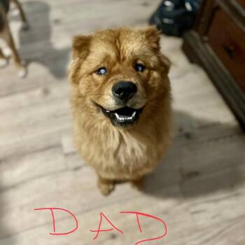 Gamora -  Chow Chow and Rottweiler Dog for Adoption in Livingston, Texas - Gamora | PetCurious