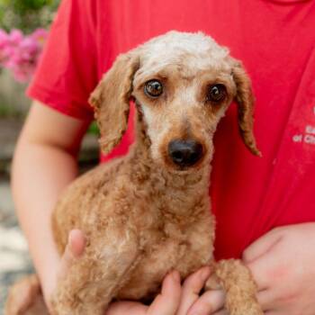 Dollie -  Miniature Poodle Dog for Adoption in Chester Springs, Pennsylvania - Dollie | PetCurious
