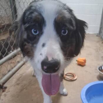 Bottle Rocket -  Australian Shepherd Dog for Adoption in Brownsboro, Alabama - Bottle Rocket | PetCurious
