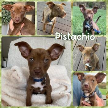 Pistachio -  Mixed Breed Dog Available for Adoption - Pistachio | PetCurious