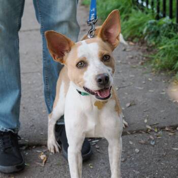 Terrier and Cattle Dog Dogs Available for Adoption - JAELIN | PetCurious