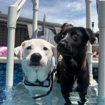 Chocolate Labrador Retriever and Siberian Husky Dogs Available for Adoption - Skye | PetCurious