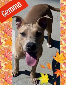 Rescue Labrador Retriever and Pit Bull Terrier Dogs for Adoption in Ringwood, New Jersey - Gemma | PetCurious