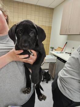 Cane Corso and Black Labrador Retriever Dogs Available for Adoption in Greenfield, Indiana - April | PetCurious