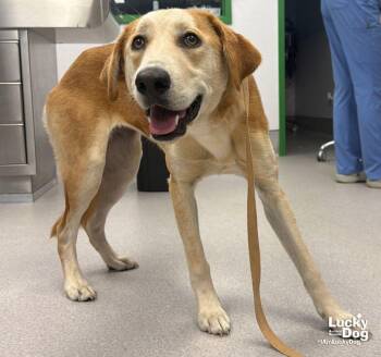 Alexis -  Labrador Retriever and Great Pyrenees Dog for Adoption in Washington, District Of Columbia - Alexis | PetCurious