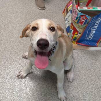 Lucas -  Mixed Breed Dog for Adoption in Englewood, Florida - Lucas | PetCurious
