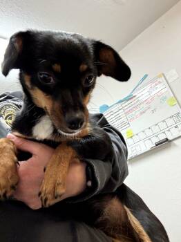 Miniature Pinscher and Mixed Breed Dogs Available for Adoption in Severance, Colorado - Smilz | PetCurious