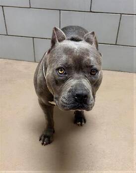 Mixed Breed Dogs Available for Adoption - Machiavelli | PetCurious