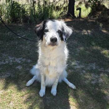 Border Collie and Australian Shepherd Dogs Available for Adoption in Foley, Alabama - Viola | PetCurious
