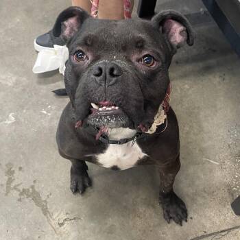 Sender -  Terrier Dog for Adoption in Tampa, Florida - Sender | PetCurious