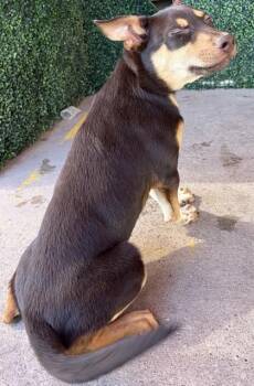 61089321 -  Shepherd and Mixed Breed Dog Available for Adoption in El Paso, Texas - 61089321 | PetCurious