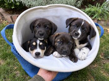 Millie, Tilly, Lily & Billy -  Labrador Retriever and Australian Cattle Dog Blue Heeler Dog for Adoption in Puyallup, Washington - Millie, Tilly, Lily & Billy | PetCurious