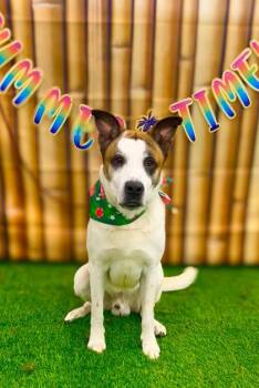 Rescue Mixed Breed Dogs for Adoption in Miamitown, Ohio - Trev | PetCurious