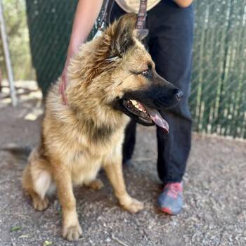 Bao Bun -  Chow Chow and Mixed Breed Dog for Adoption in Glenwood Springs, Colorado - Bao Bun | PetCurious