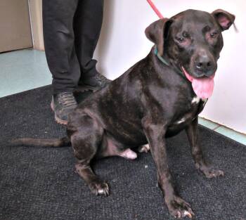 Jack -  Pit Bull Terrier Dog for Adoption in Lexington, Virginia - Jack | PetCurious