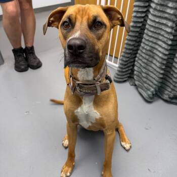 Dill -  Boxer and Mixed Breed Dog for Adoption in Roanoke, Virginia - Dill | PetCurious