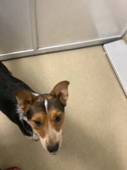 Rescue Australian Cattle Dog Blue Heeler and Mixed Breed Dogs for Adoption in Fort Worth, Texas - 59704462 | PetCurious