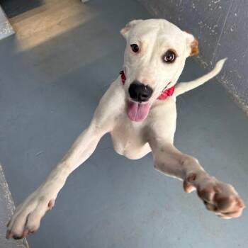 Mixed Breed Dogs Available for Adoption in Kyle, Texas - CHIQUIS | PetCurious