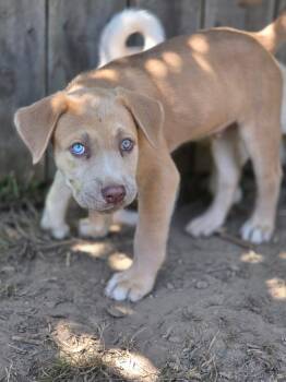 Labrador Retriever and American Bully Dogs Available for Adoption in Port Angeles, Washington - Joey | PetCurious
